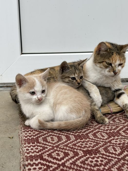 Дві дівчатка-кішечки шукають дім