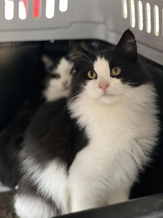 Кошеняткам  потрібна родина!