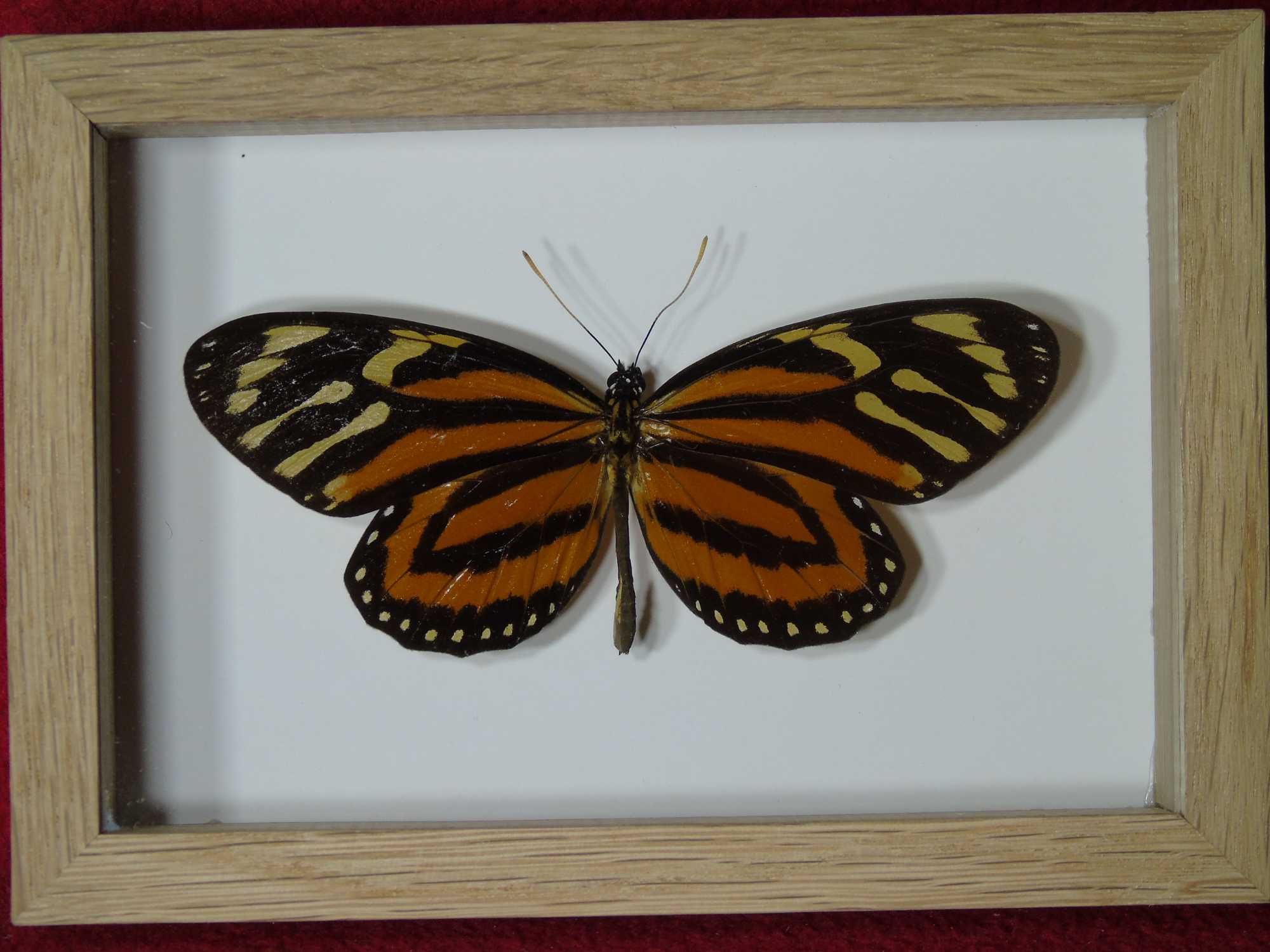 Motyl w ramce / gablotce 14x10cm . Lycorea halia - Meksyk