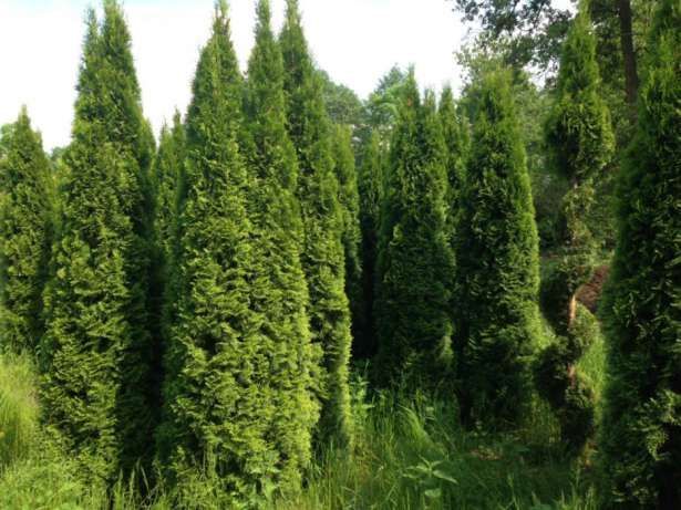 Tuja Szmaragd 320-350cm Szkółka Krzewów THUJA Smaragd