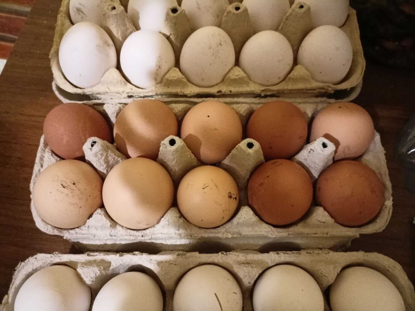 Микс инкубационных яиц мясояичных пород по 10 грн.