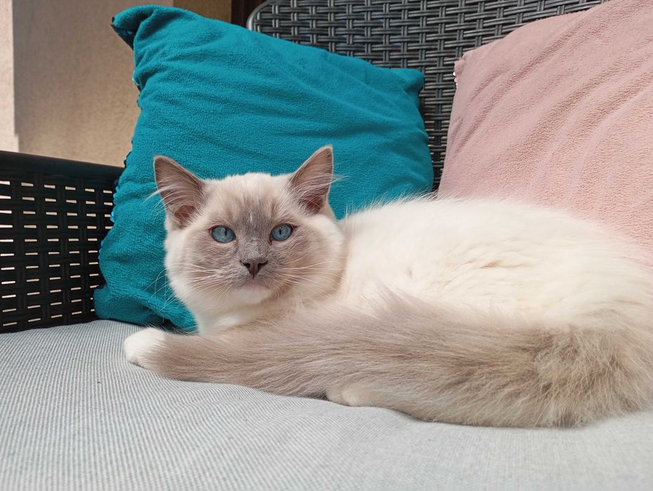 Kocurek Ragdoll z rodowodem
