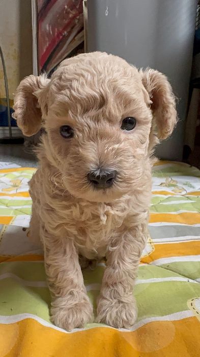 Rezerwacja - MALTIPOO 1FB - pies | 75% PUDEL TOY 25% MALTIPOO