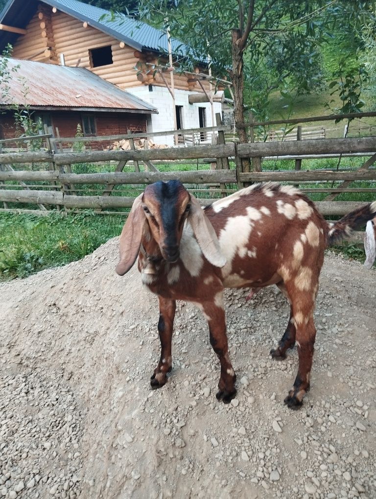 Продам цапа Англо- нобійскій