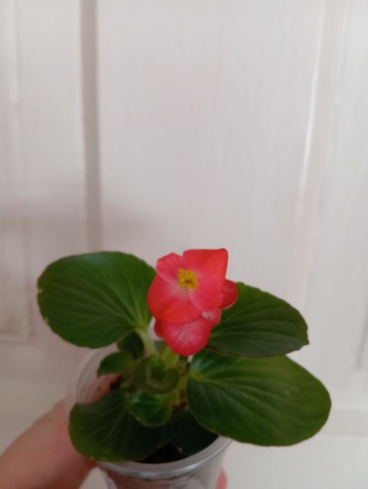 Бегонія вічноквітуча