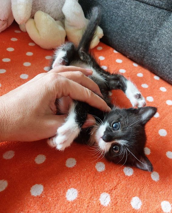 Mały Lucuś szuka domku!