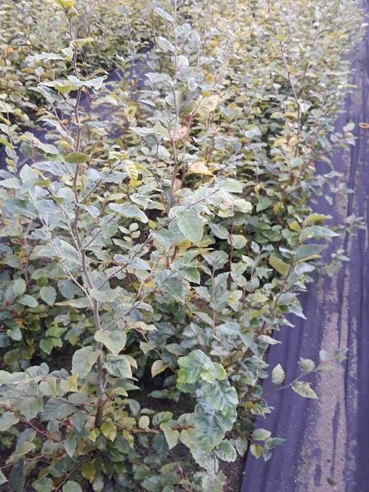 Buk pospolity na żywopłot 60 cm 80 cm gruby rozkrzewiony.