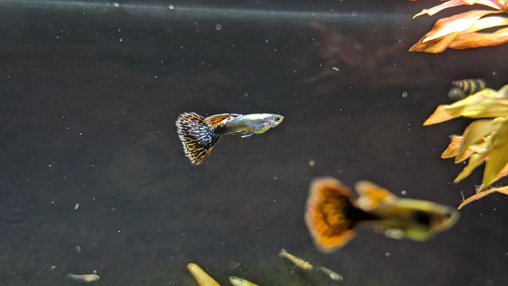 Gupik Dumbo Red Mosaic Samce i Samice