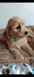 Cockapoo Pudel Toy Cavapoo