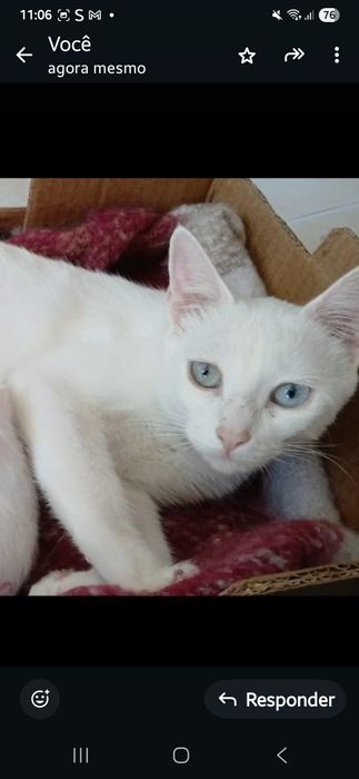 Doação de uma gata branca