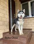 Husky Syberyjski
