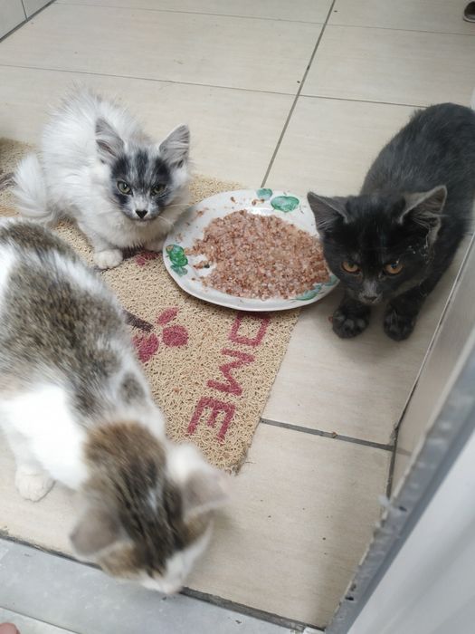 кішки-норвежки оплата договірна