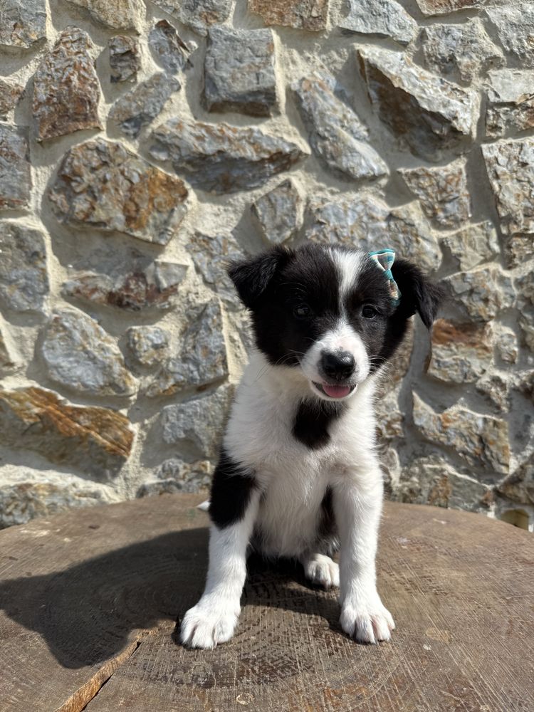 Border collie Preta e Branca