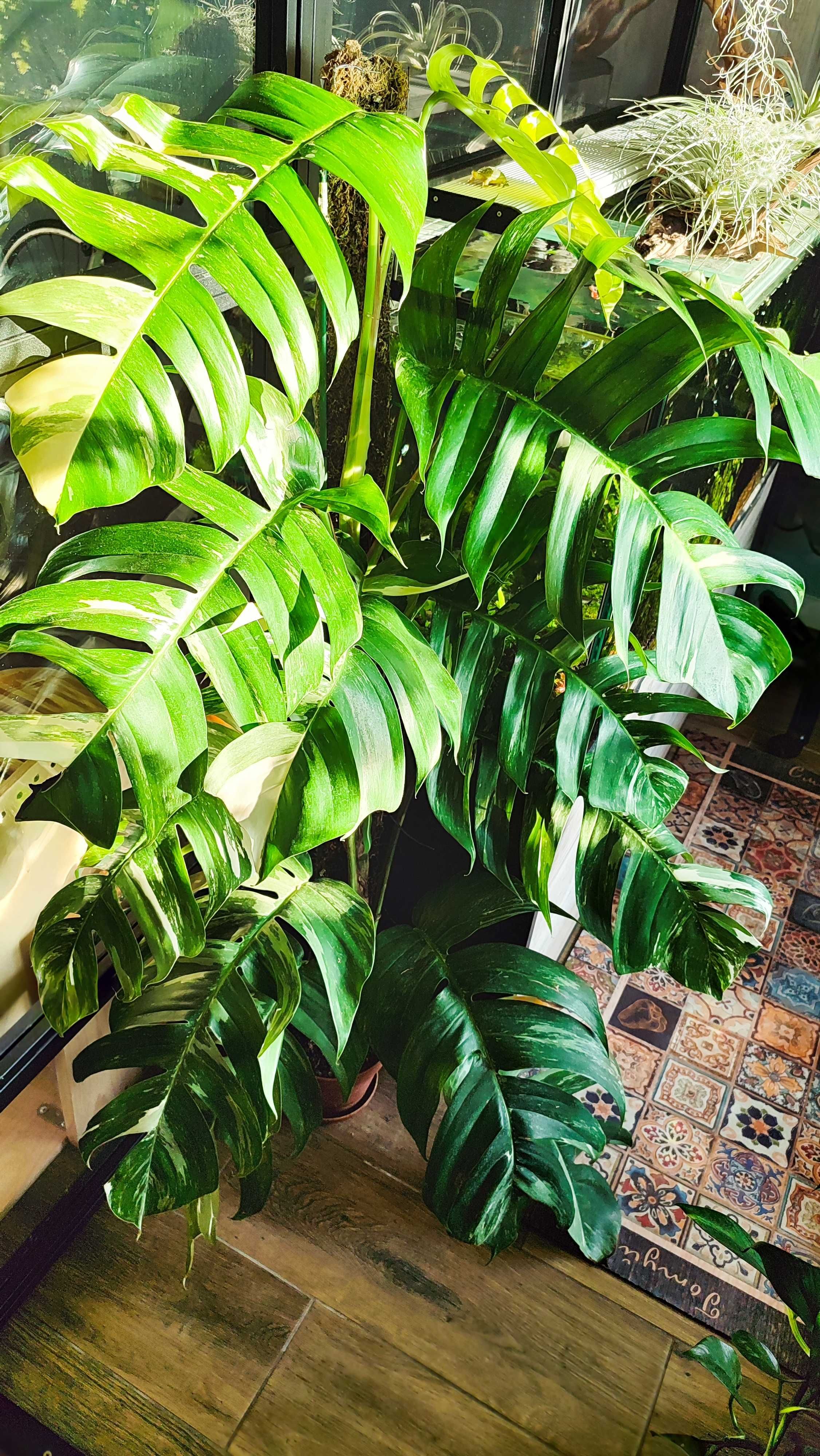 Monstera Epipremnum pinnatum variegated