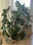 Monstera - kwiat pokojowy