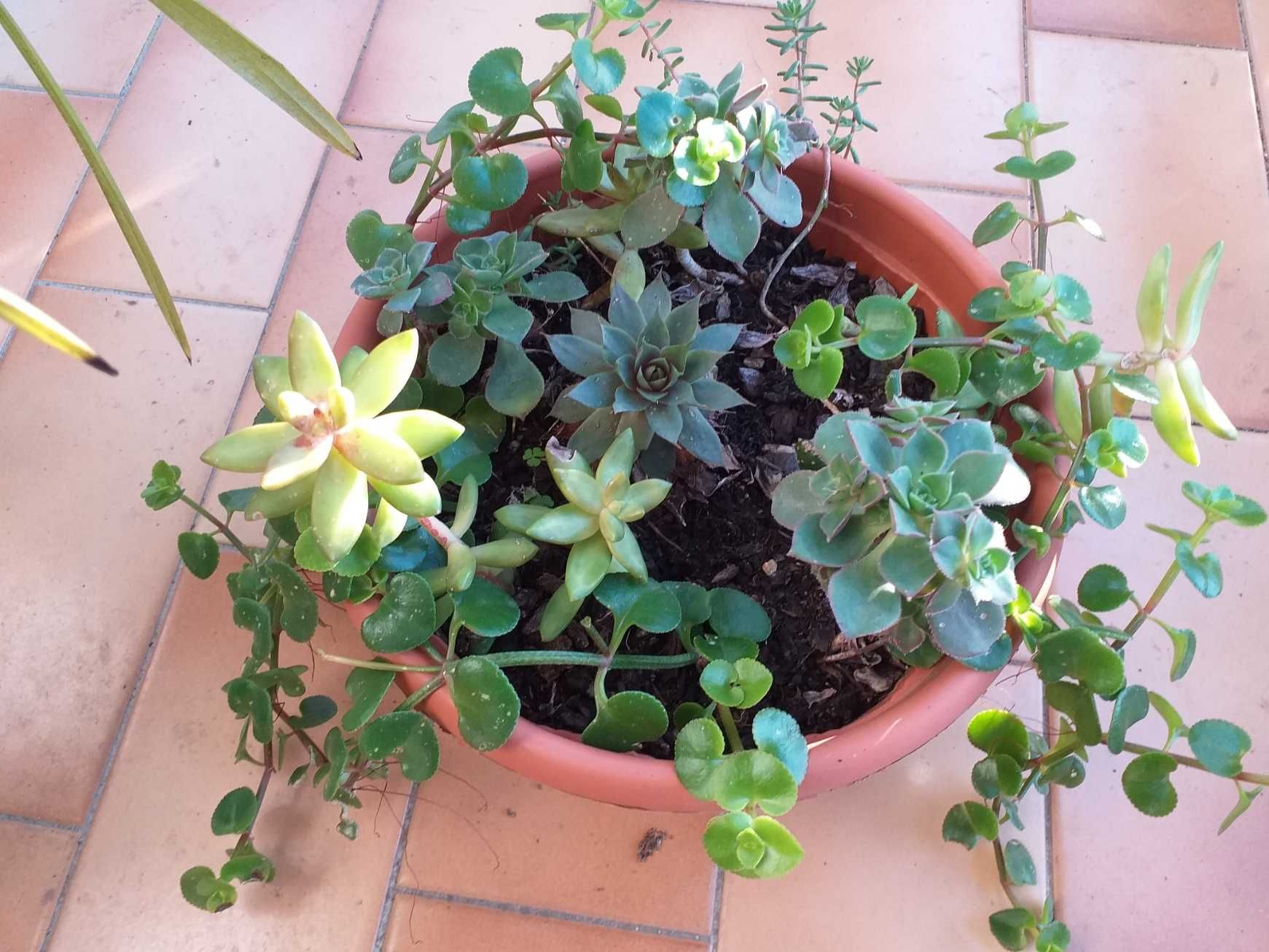 Arranjo mix suculentas