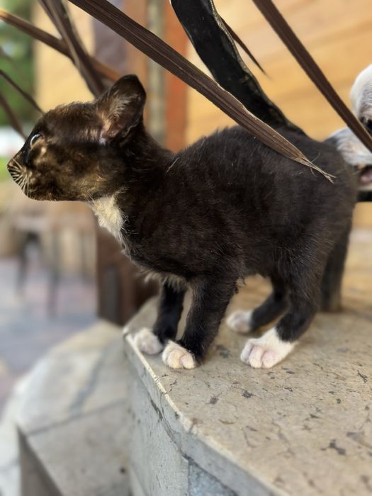 Kotki za darmo samidxielne