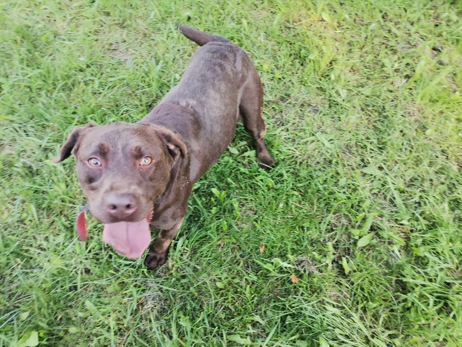Zaginęła czekoladowa labradorka