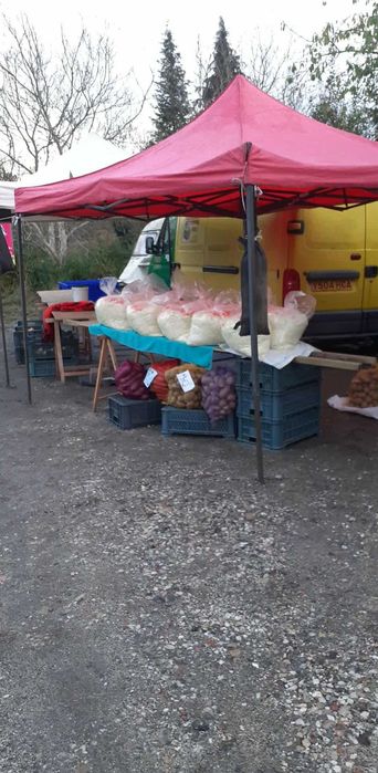 Kapusta kamienna głowa do kiszenia  szatkowana