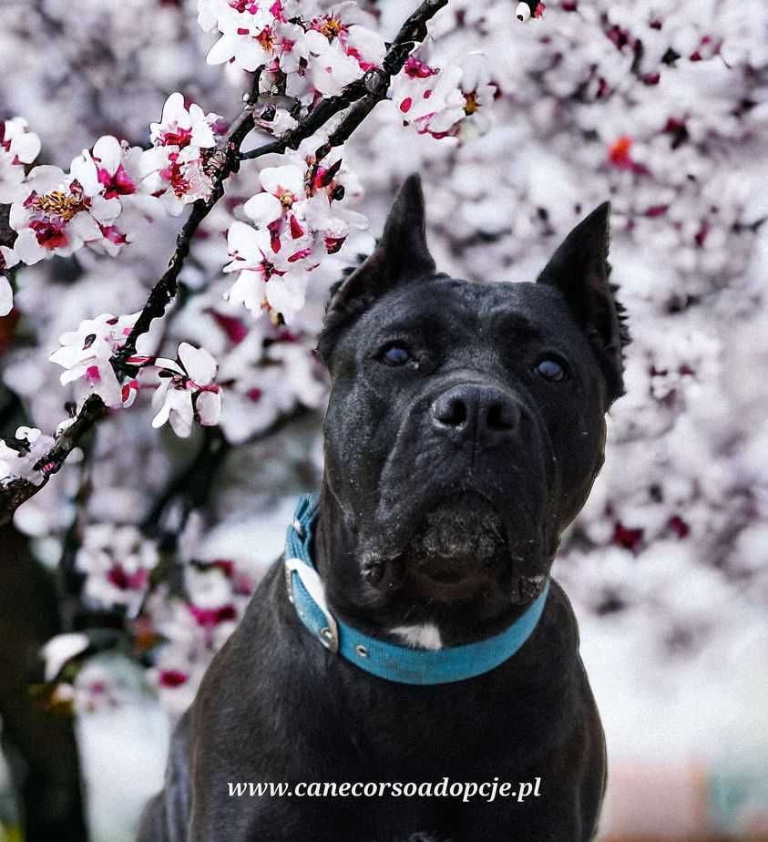 Astra w typie cane corso do adopcji.