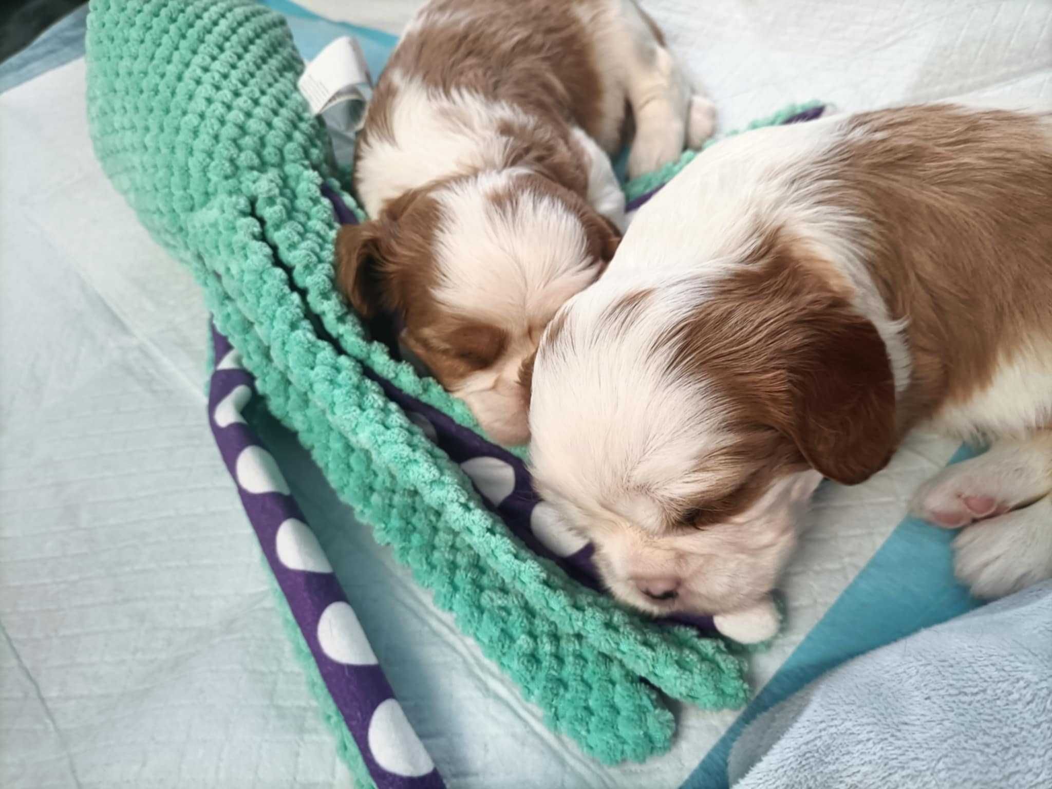Cavalier King Charles Spaniel - ZKWP FCI