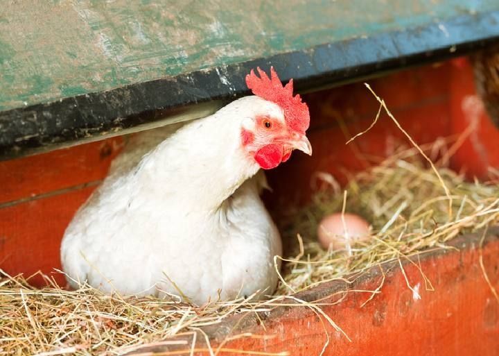 Продам курей! Доставка безкоштовна!