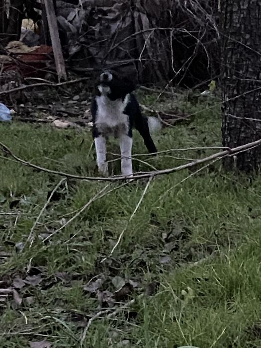 Віддам цуценят в добрі руки.