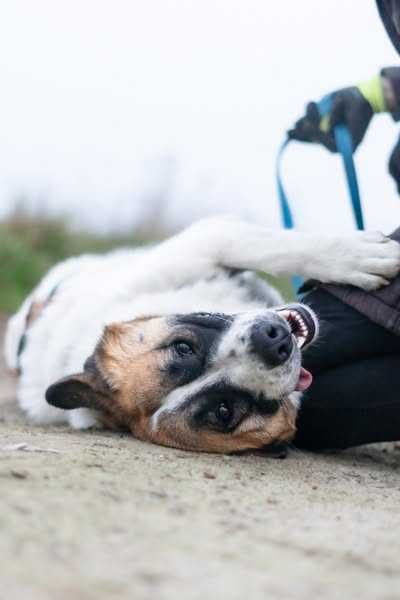 Przyjazna i młoda Wiki szuka domku