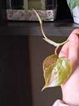 Philodendron Hederaceum variegata