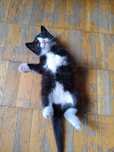 Маленький котик у добрі руки