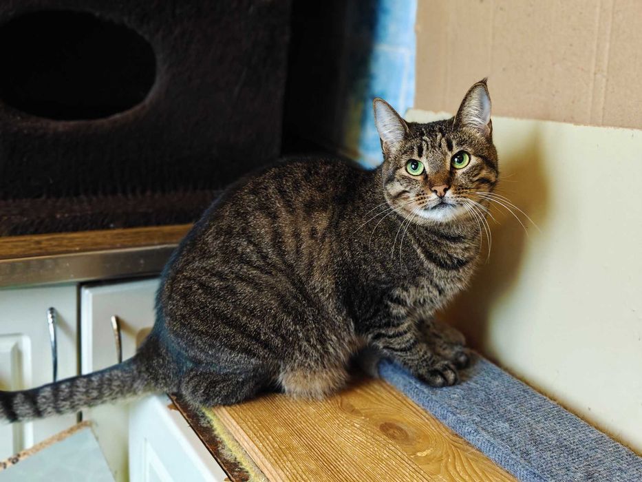 Мила зеленоока Руна шукає дім і любляче серце! кішка кошка кіт кошеня