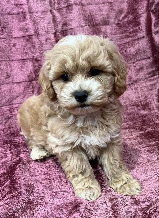 Piesek Maltipoo pudel toy - maltańczyk