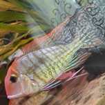 Ziemiojad orange head Tapajos