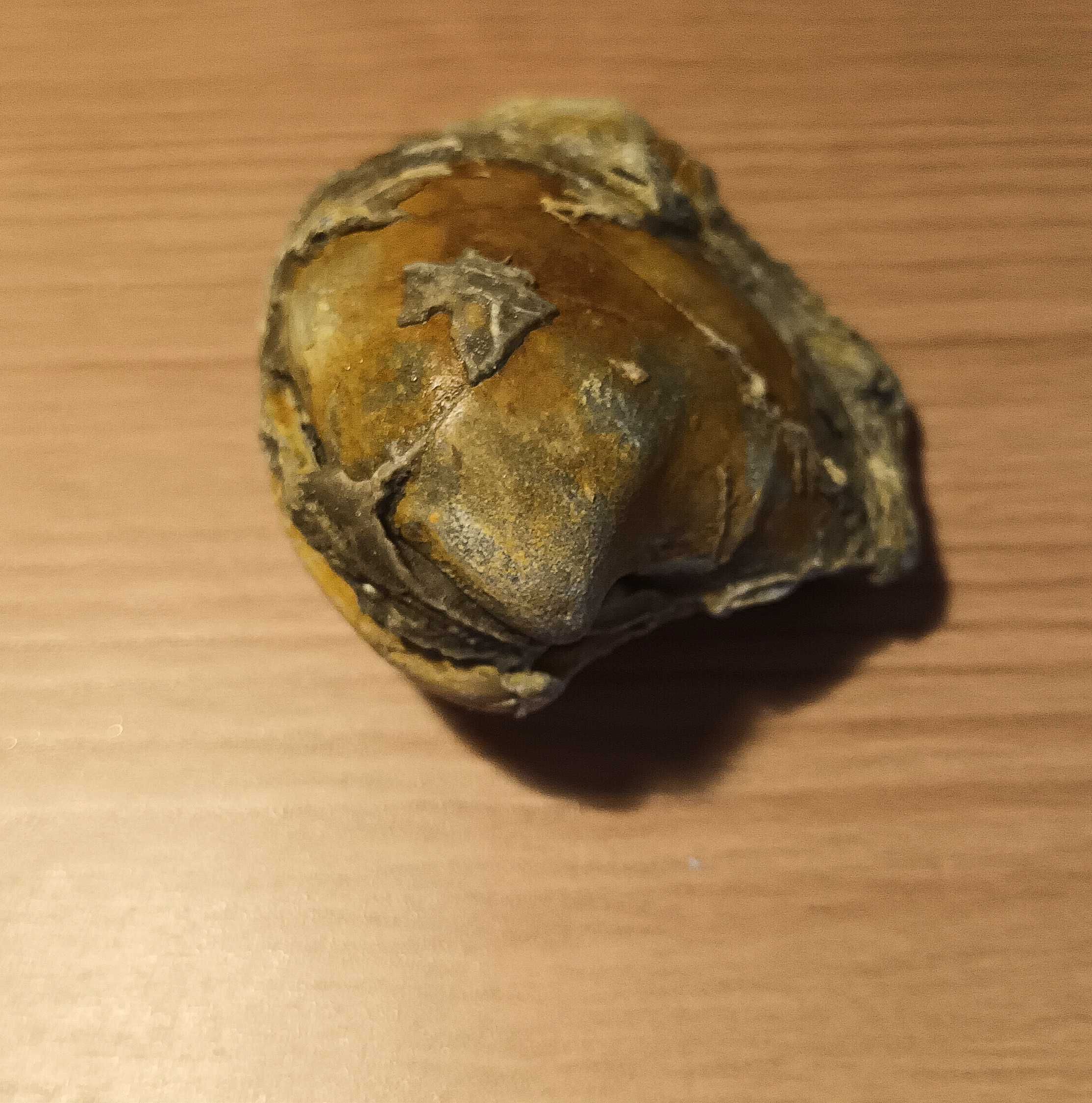 Fossil de bivalve do Miocenico