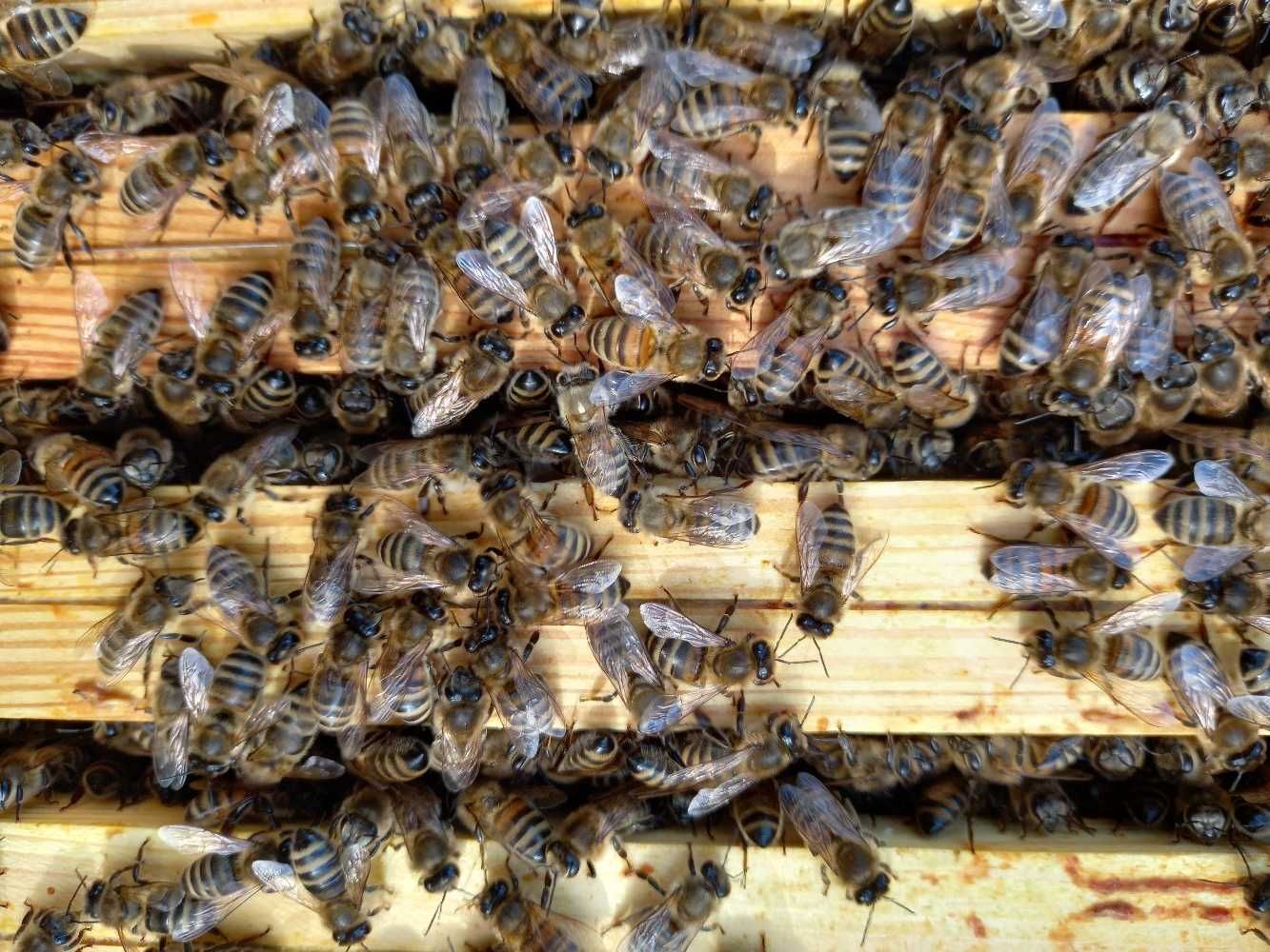 Rodziny pszczele z ulem plus 1 ul na rozwój