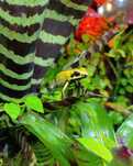 Phyllobates bicolor - drzewołaz dwukolorowy