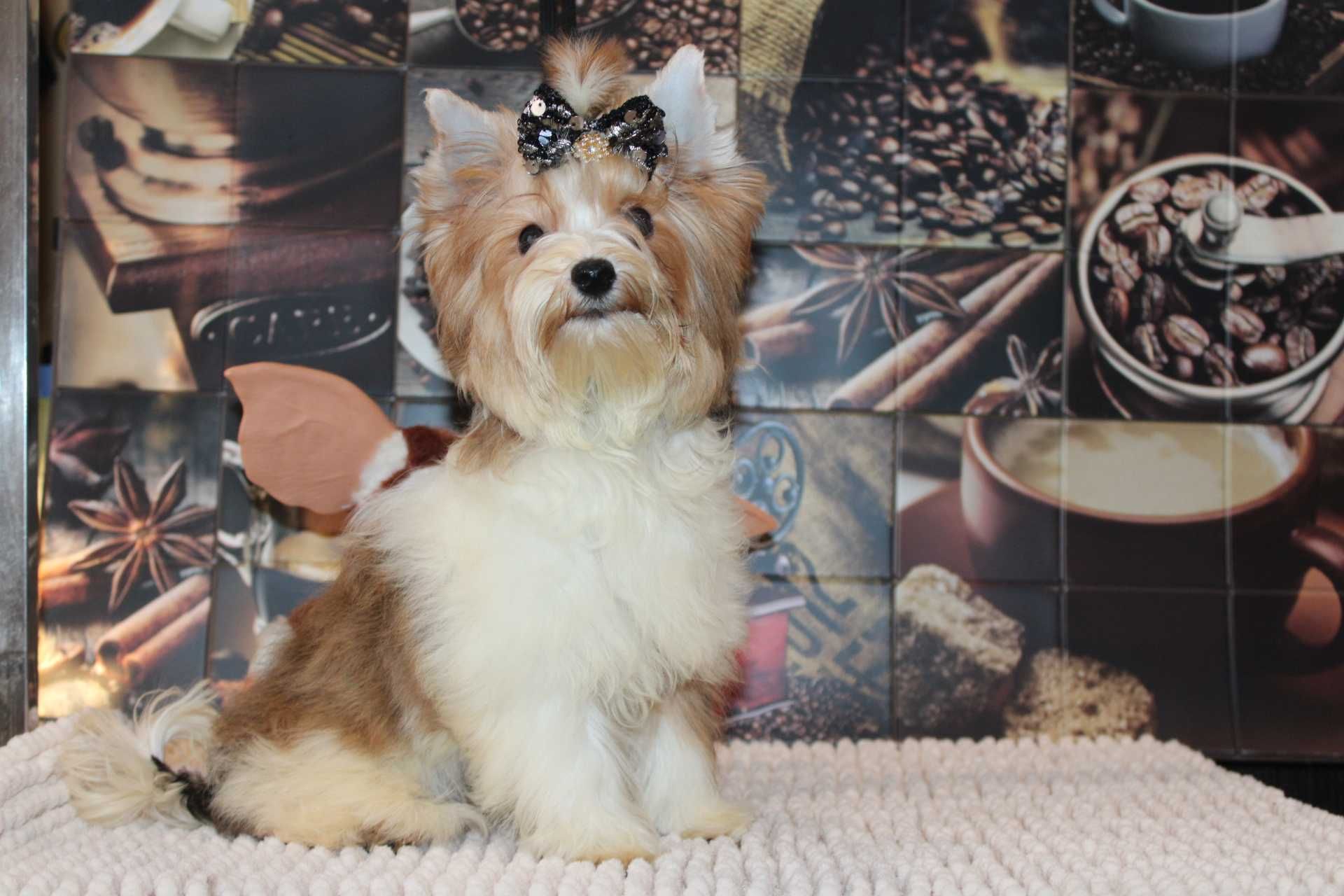 White Ocean Pearl Yorkshire Terrier piękna suczka miniaturka mini xxs