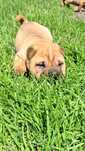 Śliczna suczka shar pei