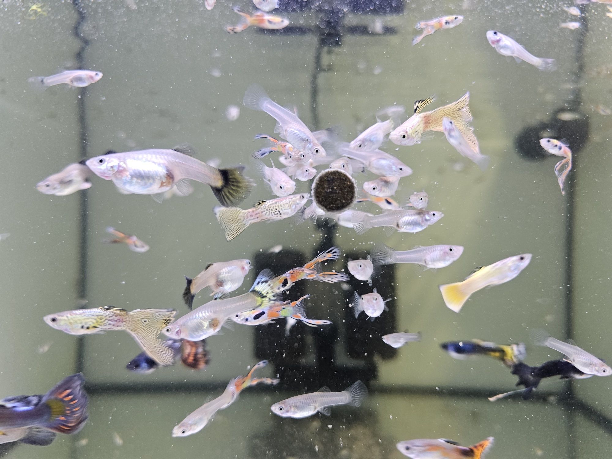 Guppys endler e variados
