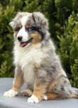 Amerykański owczarek miniaturowy- MAS - Mini Aussie- piesek FCI