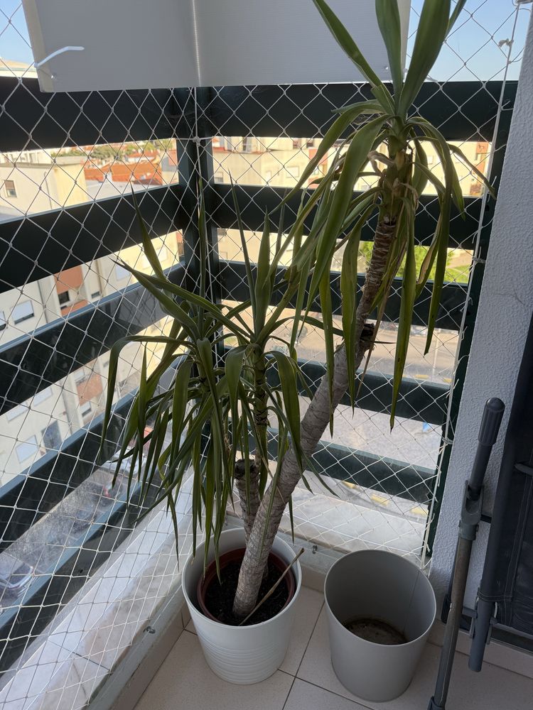 Vendo planta YUCCA ELEPHANTIPES