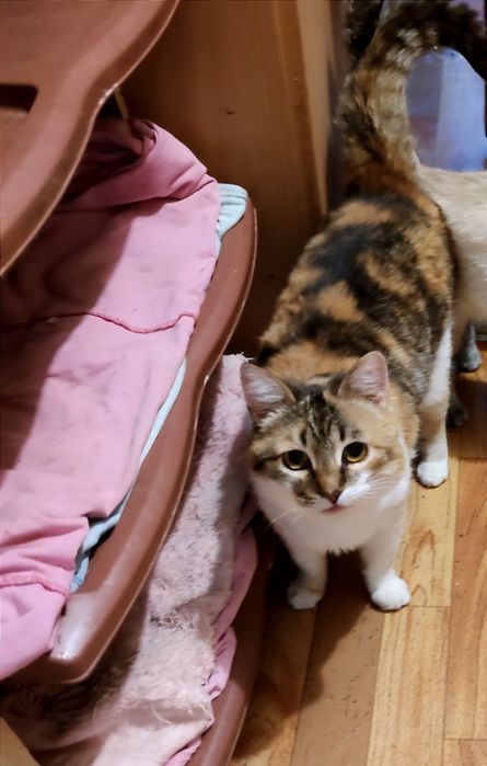 Отдам кошку трехцветку, стерилизована