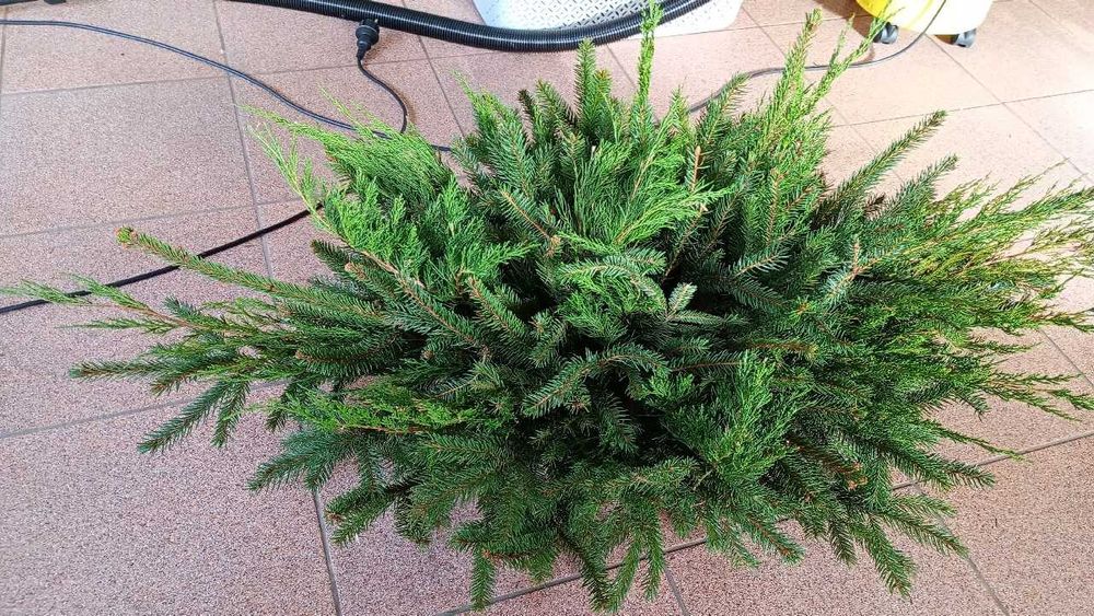 świerk gałęzie stroisz  świeży 5 kg na wianki stroiki