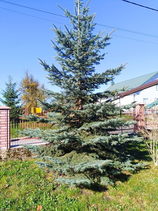 Продається ялинка, ціна договірна.