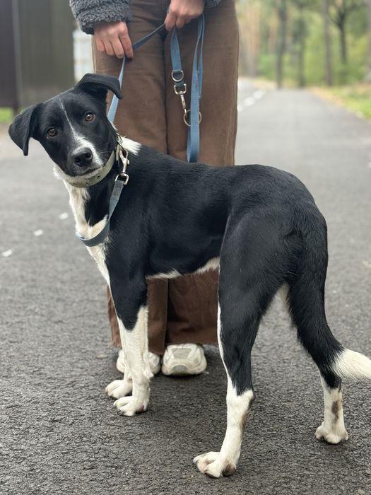 Лаккі шукає родину