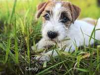 Jack Russell Terrier ZKwP