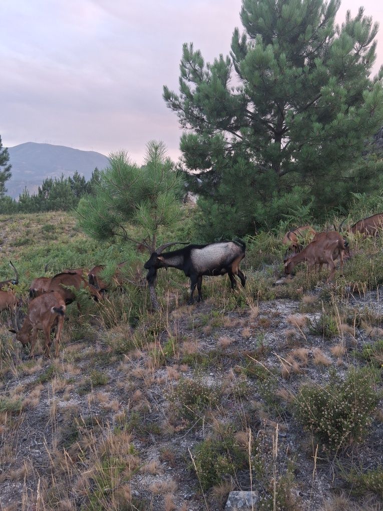 Chivo raça bravia