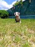 Suczka American Staffordshire Terrier