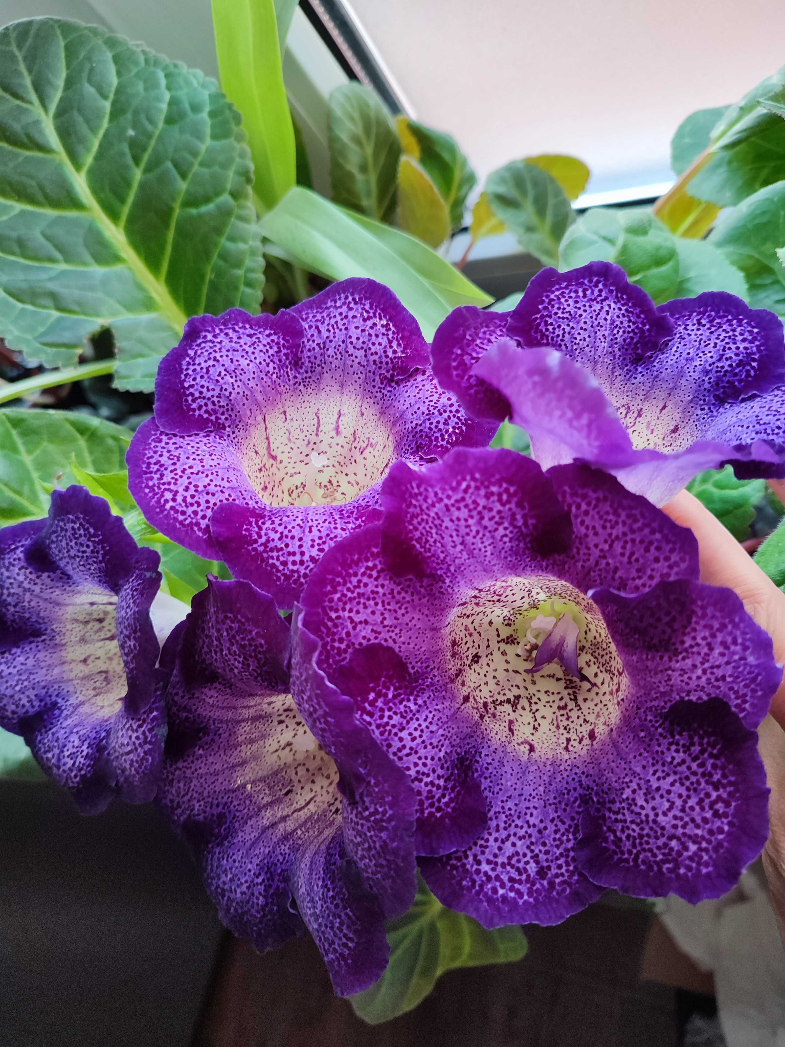 Gloksynia (sinningia speciosa) liście zestaw 5 sztuk