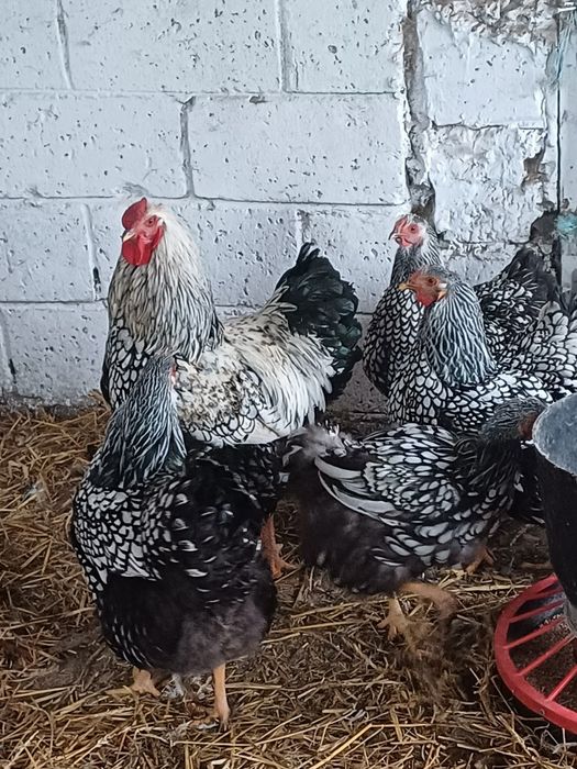 Jaja lęgowe Wandotte